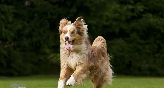 澳大利亚牧羊犬毛发怎么打理 澳洲牧羊犬毛发打理方法 | 宠物病虫害防治