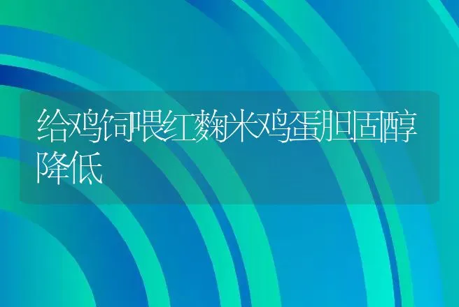 给鸡饲喂红麴米鸡蛋胆固醇降低 | 动物养殖