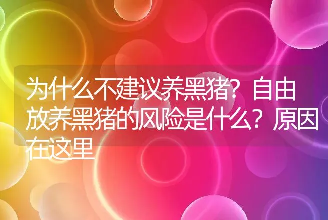 为什么不建议养黑猪？自由放养黑猪的风险是什么？原因在这里 | 家畜养殖