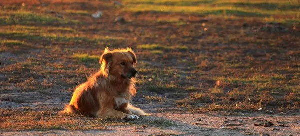 【金毛图片】夕阳下嬉戏的金毛犬 | 宠物狗图片