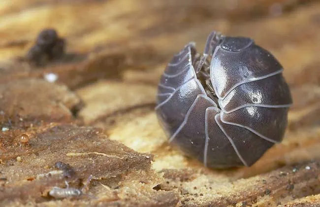 西瓜虫是害虫还是益虫？ | 养殖技术大全