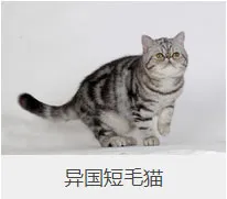 盘点67种猫猫品种大全，太详细了！ | 宠物猫选购技巧