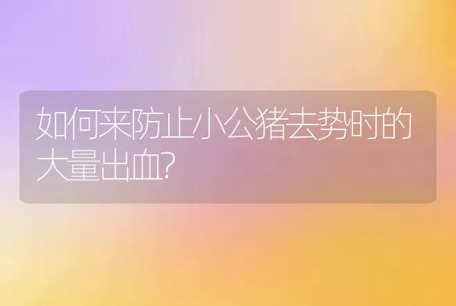 如何来防止小公猪去势时的大量出血? | 动物养殖