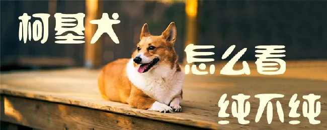 柯基犬怎么看纯不纯 | 养宠入门知识