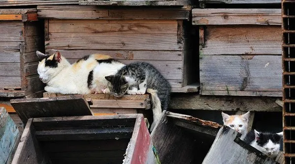 【猫猫图片】初夏萌猫 | 宠物猫图片