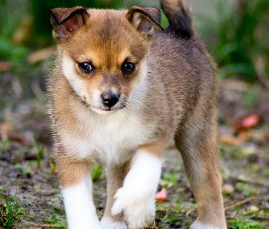 挪威伦德猎犬牙齿怎么护理 挪威伦德猎犬口腔清洁流程 | 宠物病虫害防治