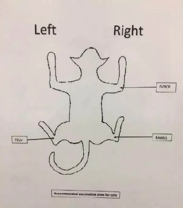 关于犬猫注射疫苗的重要知识 | 宠物狗病虫害防治