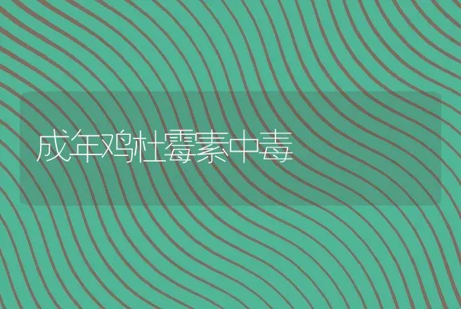 成年鸡杜霉素中毒 | 动物养殖