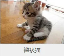 盘点67种猫猫品种大全，太详细了！ | 宠物猫选购技巧