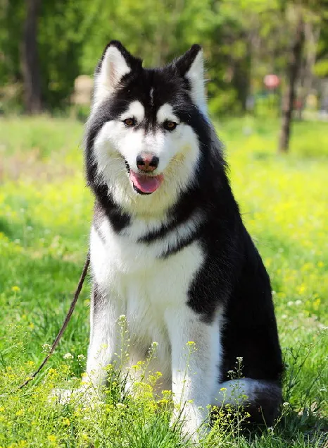 阿拉斯加犬怎么养 阿拉斯加雪橇犬养殖方法 | 宠物病虫害防治