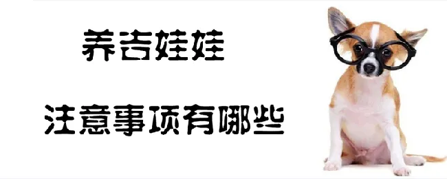 养吉娃娃的注意事项有哪些 | 宠物病虫害防治