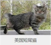 盘点67种猫猫品种大全，太详细了！ | 宠物猫选购技巧