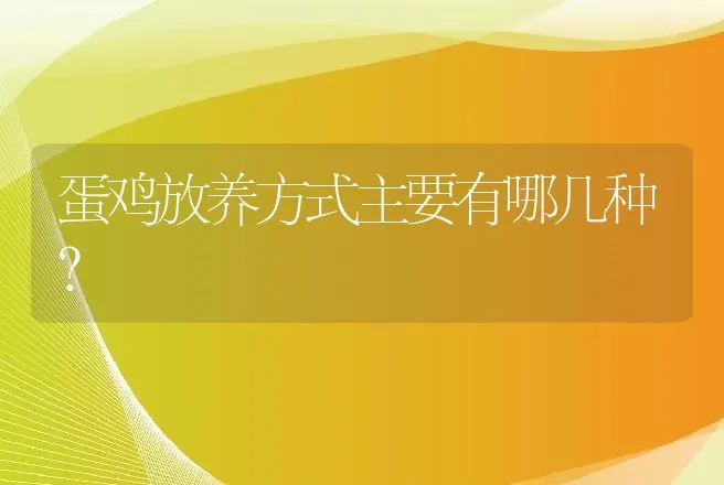 蛋鸡放养方式主要有哪几种？ | 家禽养殖