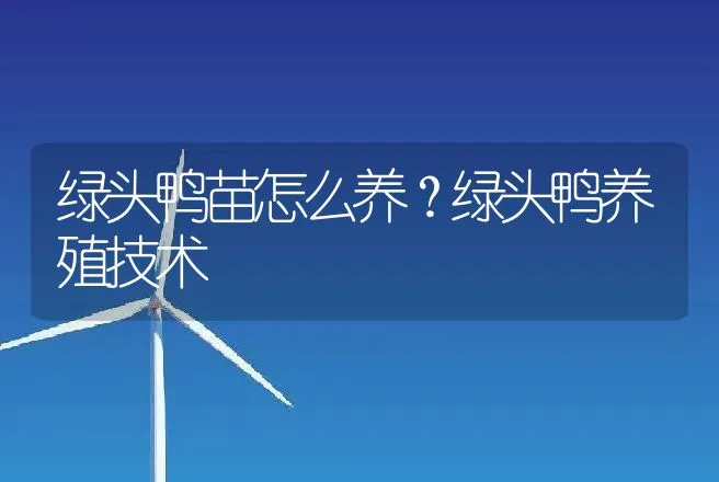 绿头鸭苗怎么养？绿头鸭养殖技术 | 家禽养殖