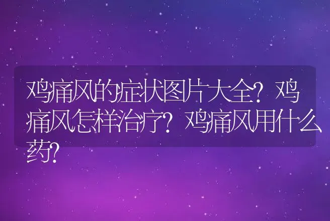 鸡痛风的症状图片大全？鸡痛风怎样治疗？鸡痛风用什么药？ | 兽医知识大全