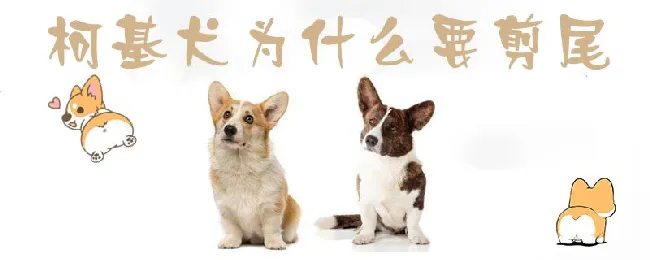 柯基犬为什么要剪尾 | 养宠入门知识