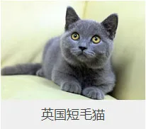 盘点67种猫猫品种大全，太详细了！ | 宠物猫选购技巧