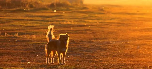 【金毛图片】夕阳下嬉戏的金毛犬 | 宠物狗图片