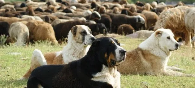 蒙古牧羊犬多少钱一只,好养吗_训练|图片 | 宠物狗饲养