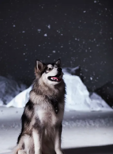 阿拉斯加犬怎么养 阿拉斯加雪橇犬养殖方法 | 宠物病虫害防治