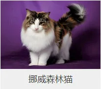 盘点67种猫猫品种大全，太详细了！ | 宠物猫选购技巧