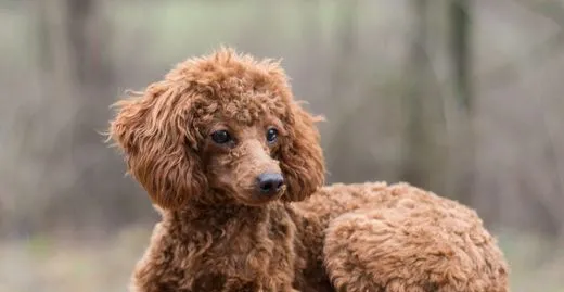 2021巨型贵宾犬欣赏 | 宠物百科知识