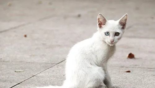 流浪猫——鸟儿的头号杀手 | 宠物喂养知识