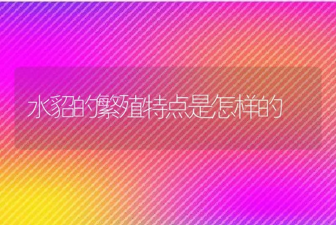 水貂的繁殖特点是怎样的 | 特种养殖