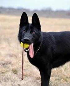 阿拉斯加能吃白萝卜嘛,阿拉斯加犬可以吃胡萝卜吗 | 宠物百科知识