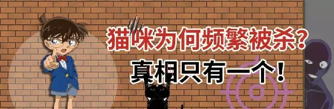 4年杀500只猫，并残忍分尸，政府花费125万捉拿真凶.... | 宠物新闻资讯