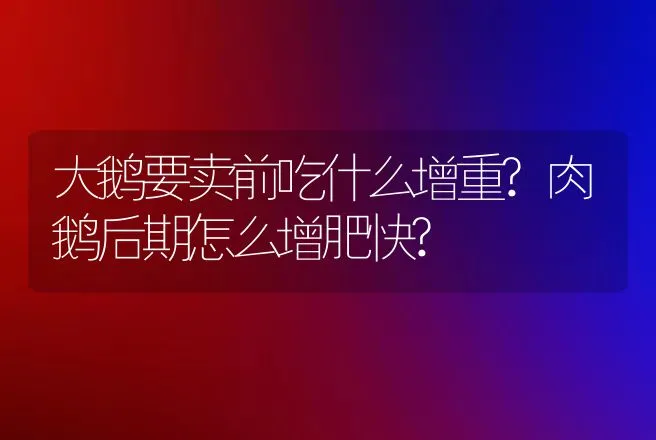 大鹅要卖前吃什么增重?肉鹅后期怎么增肥快? | 家禽养殖