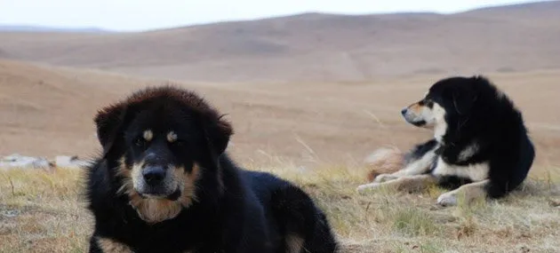 蒙古牧羊犬多少钱一只,好养吗_训练|图片 | 宠物狗饲养