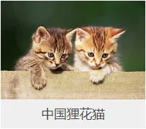 盘点67种猫猫品种大全，太详细了！ | 宠物猫选购技巧