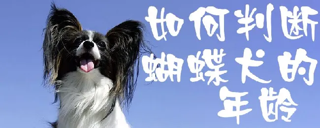 如何判断蝴蝶犬的年龄 | 养宠入门知识