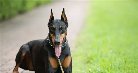 【杜宾犬立耳】杜宾犬详细立耳方法有哪些？ | 宠物新闻资讯