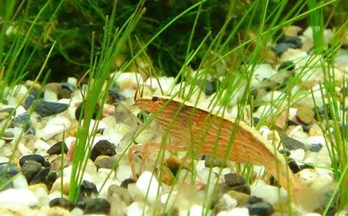 水族箱碱性水体该如何解决 | 宠物喂养知识