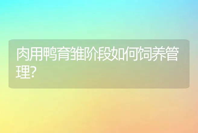 肉用鸭育雏阶段如何饲养管理？ | 家禽养殖