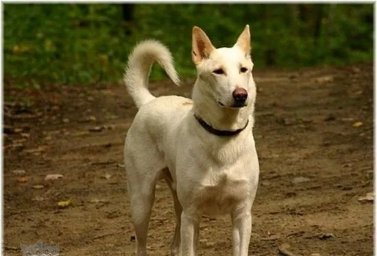 卡南犬怎么洗澡 卡南犬毛发易清洗 | 宠物病虫害防治