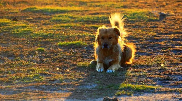 【金毛图片】夕阳下嬉戏的金毛犬 | 宠物狗图片