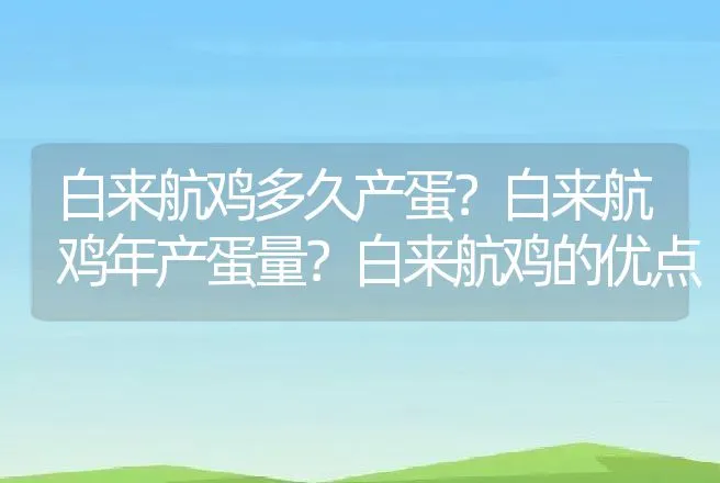 白来航鸡多久产蛋？白来航鸡年产蛋量？白来航鸡的优点 | 动物养殖