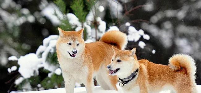 秋田犬好养吗？如何饲养秋田犬 | 宠物狗饲养