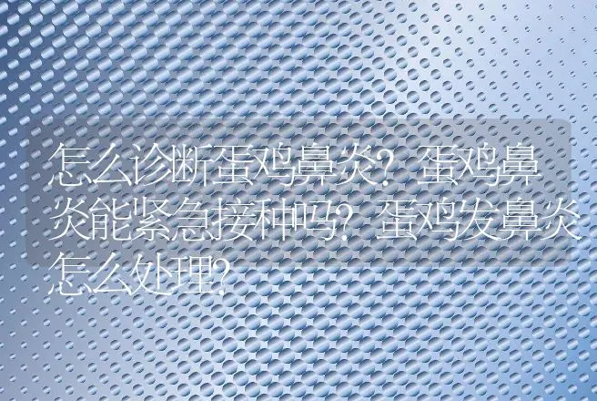 怎么诊断蛋鸡鼻炎？蛋鸡鼻炎能紧急接种吗？蛋鸡发鼻炎怎么处理？ | 兽医知识大全