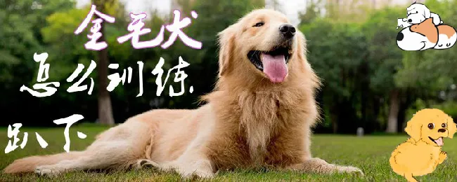 金毛犬怎么训练趴下 | 宠物训练技巧