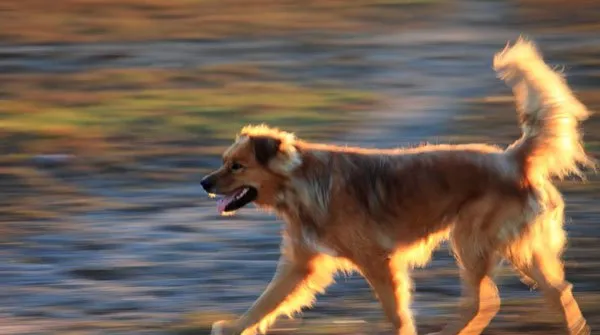 【金毛图片】夕阳下嬉戏的金毛犬 | 宠物狗图片