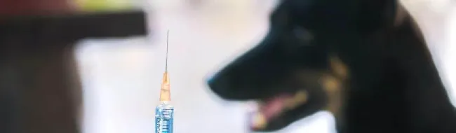 关于犬猫注射疫苗的重要知识 | 宠物狗病虫害防治