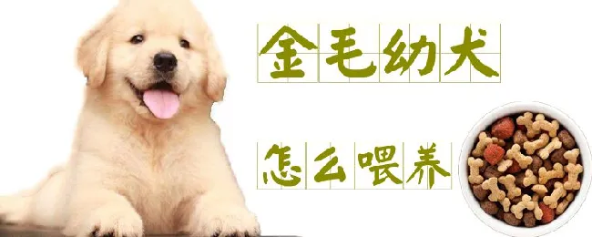 金毛幼犬怎么喂养 | 宠物病虫害防治