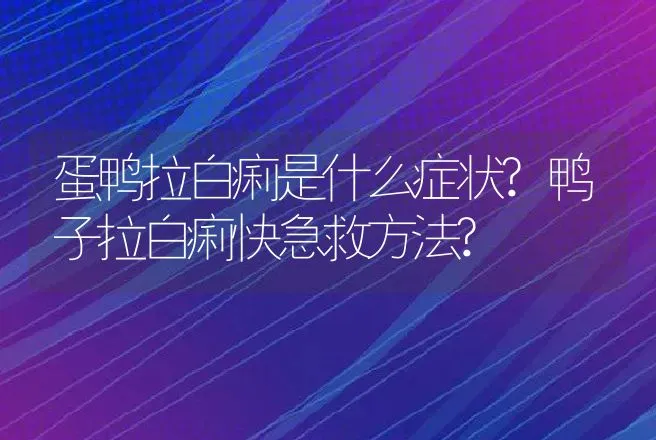 蛋鸭拉白痢是什么症状?鸭子拉白痢快急救方法? | 兽医知识大全