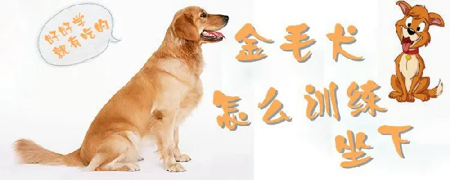 金毛犬怎么训练坐下 | 宠物训练技巧