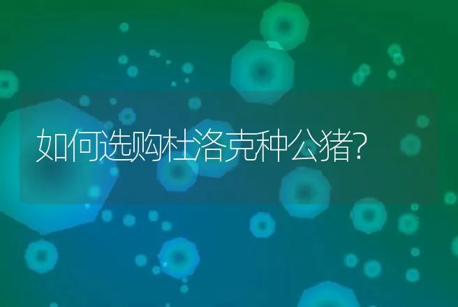 如何选购杜洛克种公猪？ | 养殖致富