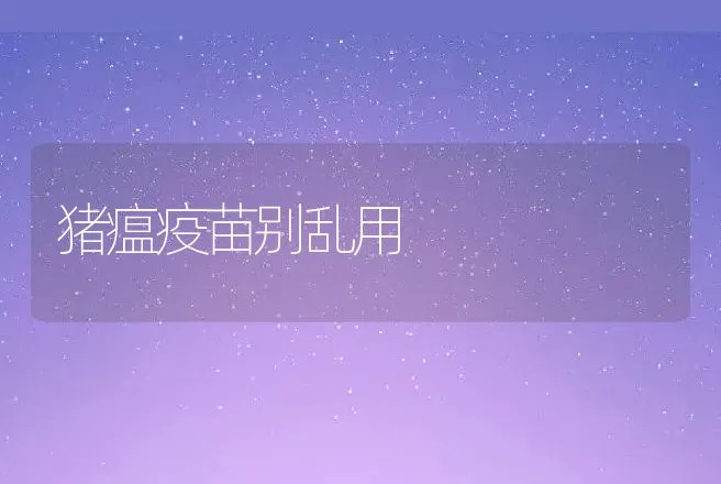 猪瘟疫苗别乱用 | 动物养殖